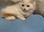 Ragdoll kittens - Ragdoll Kitten For Sale - MI&comma; US