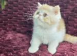 CAMEO AND WHITE EXOTIC SHORTHAIR BOY DARKER - Exotic Kitten For Sale - PA&comma; US