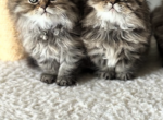 Frankie and Jinx - Persian Kitten For Sale - Beachwood&comma; NJ&comma; US