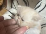 Cream Persian male kitten - Persian Kitten For Sale - MA&comma; US