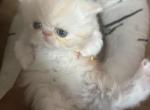 Cream Persian male kitten - Persian Kitten For Sale - MA&comma; US