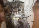 Tabby Persian Female kitten - Persian Kitten For Sale - MA&comma; US