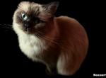 2 FEMALES AVAILABLE Kats Ravishing Ragdolls - Ragdoll Kitten For Sale - Lancaster&comma; PA&comma; US