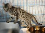 Tiny cheetah - Savannah Kitten For Sale - 