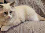 Dale - Ragdoll Kitten For Sale - Amherst&comma; NY&comma; US