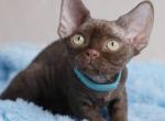 Makar - Devon Rex Kitten For Sale - Norwalk&comma; CT&comma; US
