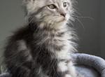 Michigan boys - Maine Coon Kitten For Sale - Flint&comma; MI&comma; US