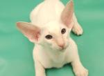 Oswald - Oriental Kitten For Sale - Norwalk&comma; CT&comma; US