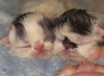 Dottie's Litter - Persian Kitten For Sale - 