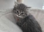 Persian himalayan litter 5 - Persian Kitten For Sale - Las Vegas&comma; NV&comma; US