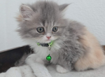 Persian purebred litter 5 - Persian Kitten For Sale - 