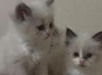 Sylvie's Litter - Ragdoll Kitten For Sale - NY&comma; US