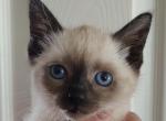 Blue Eyed Kitten - Siamese Kitten For Sale - Brockport&comma; NY&comma; US