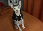 Fester - Sphynx Cat For Adoption - Columbus&comma; OH&comma; US