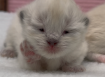 Boba's Litter - Himalayan Kitten For Sale - 