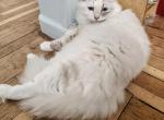 Manya - Siberian Kitten For Sale - New York&comma; NY&comma; US