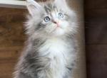 Chalon - Maine Coon Kitten For Sale - Hollywood&comma; FL&comma; US
