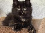 Tiliya - Maine Coon Kitten For Sale - Hollywood&comma; FL&comma; US