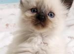 Ragdoll Female - Ragdoll Kitten For Sale - 