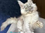 Daja - Maine Coon Kitten For Sale - Hollywood&comma; FL&comma; US