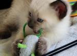 Siamese Female - Siamese Kitten For Sale - Willington&comma; CT&comma; US