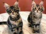 Twin Tabby Maine Coons - Maine Coon Kitten For Sale - Pewaukee&comma; WI&comma; US