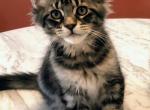 Betty - Maine Coon Kitten For Sale - 