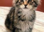 Kai - Maine Coon Kitten For Sale - Pewaukee&comma; WI&comma; US
