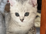 Pimka - Scottish Straight Kitten For Sale - 