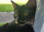 Star - Domestic Kitten For Adoption - 