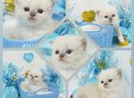 Maverick CFA Health Tested Parents - Himalayan Kitten For Sale - 