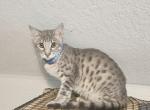 SBT savannah gray - Savannah Kitten For Sale - Lakeland&comma; FL&comma; US