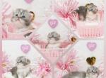 Mazzy CFA Health Tested Parents - Persian Kitten For Sale - FL&comma; US