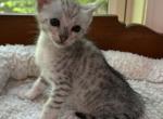 F4 SBT Savannah Mystic - Savannah Kitten For Sale - 