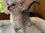 F4 SBT Savannah Haven - Savannah Kitten For Sale - 