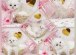 Pip CFA Health Tested Parents - Himalayan Kitten For Sale - FL&comma; US