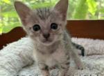 F4 SBT Savannah Essex - Savannah Kitten For Sale - 