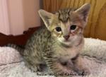 F4 SBT Savannah Sommers - Savannah Kitten For Sale - Franklin&comma; NC&comma; US