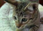 F5 SBT Savannah Boca - Savannah Kitten For Sale - 