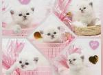 Yelena CFA Health Tested Parents - Himalayan Kitten For Sale - FL&comma; US