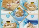 Hank CFA Health Tested Parents - Persian Kitten For Sale - FL&comma; US