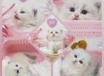 Dolly CFA Health Tested Parents - Himalayan Kitten For Sale - FL&comma; US