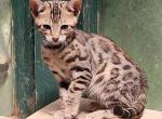Leia's light brown girl - Bengal Kitten For Sale - 