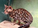 Leia's Brown girl - Bengal Kitten For Sale - 