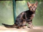 Leia's Charcoal girl - Bengal Kitten For Sale - 