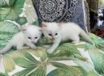 Purebred Male Flame Point Siamese kitten - Siamese Kitten For Adoption - NJ&comma; US