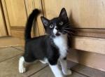 Louise - Domestic Kitten For Adoption - Iselin&comma; NJ&comma; US