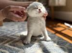 White Scottish Fold Kitten - Scottish Fold Kitten For Sale - Sterling&comma; VA&comma; US