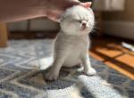 Scottish Fold male kitten - Scottish Fold Kitten For Sale - Sterling&comma; VA&comma; US
