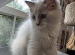 Pickle - Ragdoll Kitten For Sale - Newark&comma; DE&comma; US